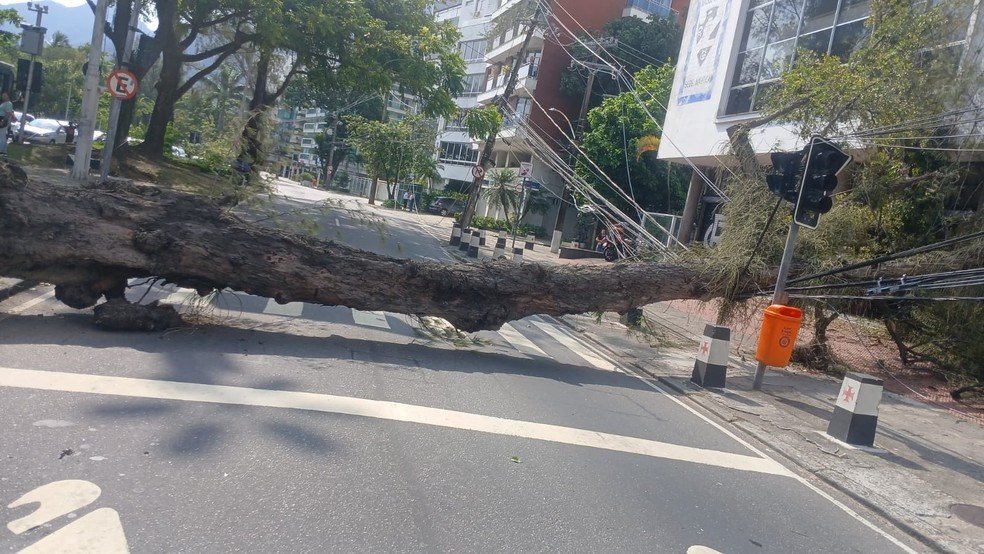 20251114-184344-1-0-avenida-borges-de-medeiros-e-interditada-apos-queda-de-arvore-na-lagoa---foto-reproducao